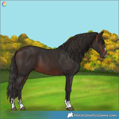 Horse Color:Liver Chestnut  and Bay 