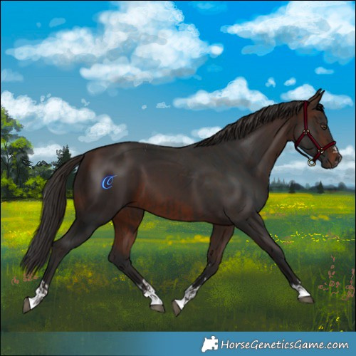 Horse Color:Liver Chestnut and Bay