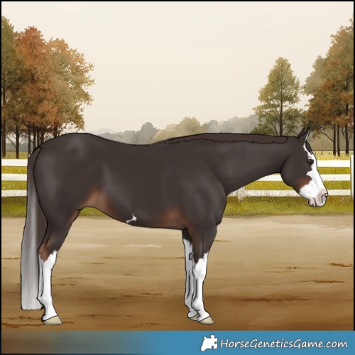 Horse Color:Liver Chestnut Splash 