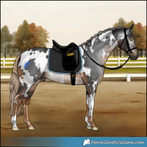 Horse Color:Gray White Spotted Chocolate Palomino