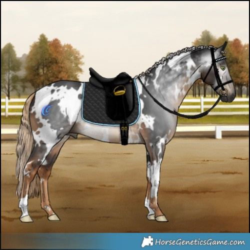 Horse Color:Gray White Spotted Chocolate Palomino 