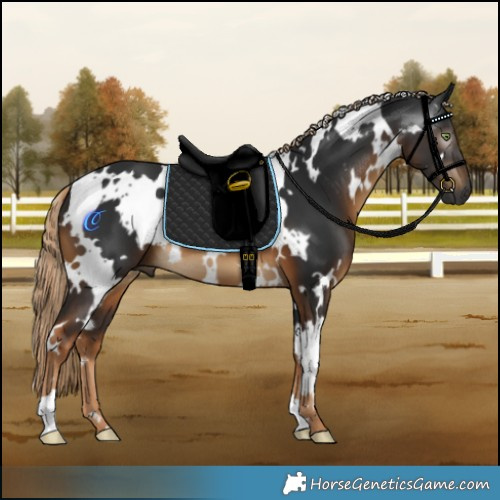 Horse Color:Gray White Spotted Chocolate Palomino