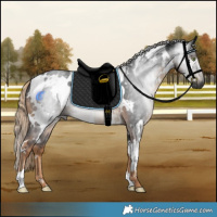 Horse Color:Gray White Spotted Chocolate Palomino 