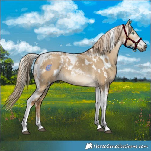 Horse Color:Gray White Spotted Chocolate Palomino Dun Tobiano
