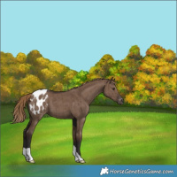 Horse Color:Liver Red Dun Varnish Brindle 