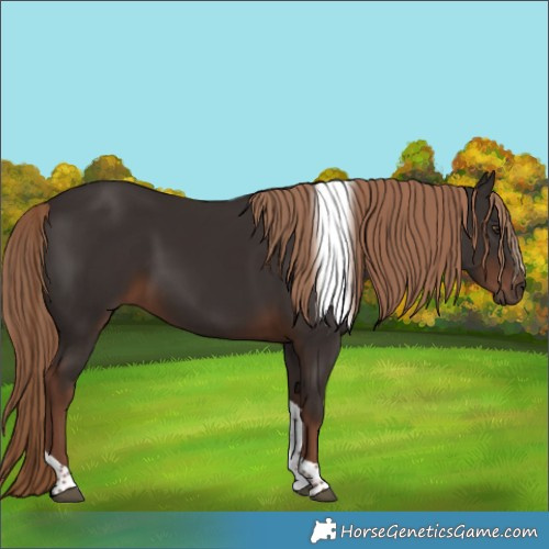 Horse Color:Liver Chestnut Tobiano 