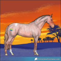 Horse Color:Watercolor Red Roan Appaloosa 