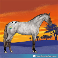 Horse Color:Liver Red Dun Ice Roan Varnish 