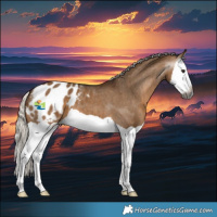 Horse Color:Gray Silver Bay Dun Splash Appaloosa 