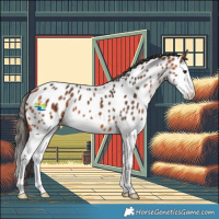 Horse Color:Bay Splash Appaloosa
