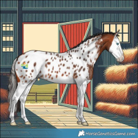 Horse Color:Bay Splash Appaloosa 