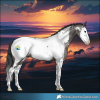 Horse Color:Grullo Splash Appaloosa Rabicano 