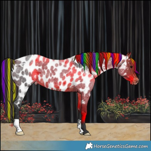 Horse Color:Painted Brown Roan Appaloosa