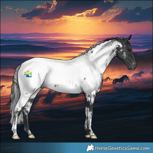 Horse Color:White Spotted Black Appaloosa Rabicano 