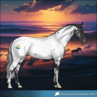 Horse Color:White Spotted Black Appaloosa Rabicano 