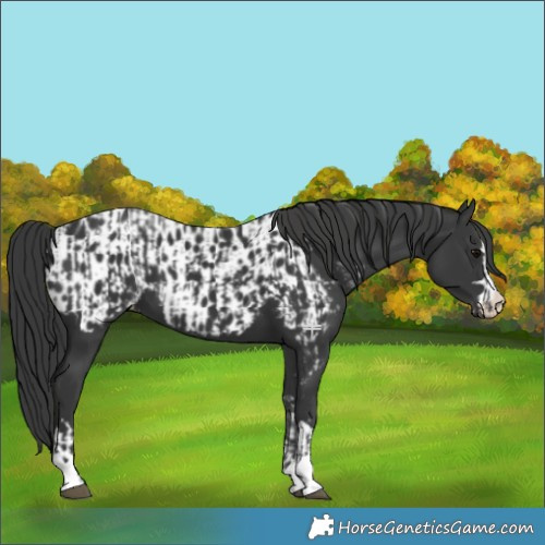 Horse Color:Black  and Black Appaloosa 