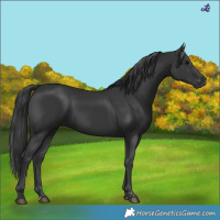 Horse Color:Black  and Black 