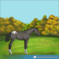 Horse Color:Grullo Varnish Brindle 