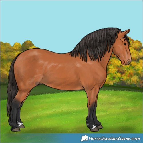 Horse Color:Bay 