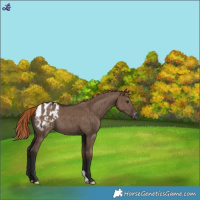 Horse Color:Liver Red Dun Varnish Brindle 