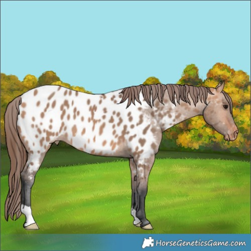 Horse Color:Bay Dun Blanket 