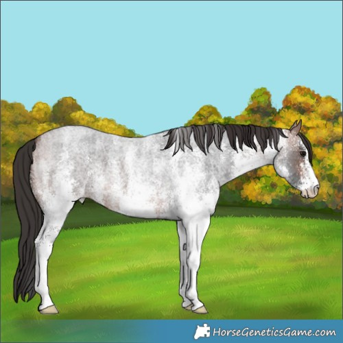 Horse Color:White Spotted Bay Roan 