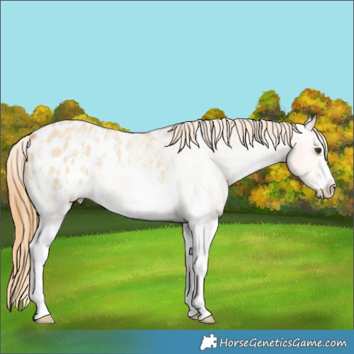Horse Color:Red Dun Sabino Appaloosa 