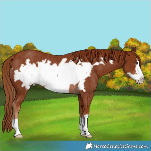 Horse Color:Chestnut Frame Rabicano