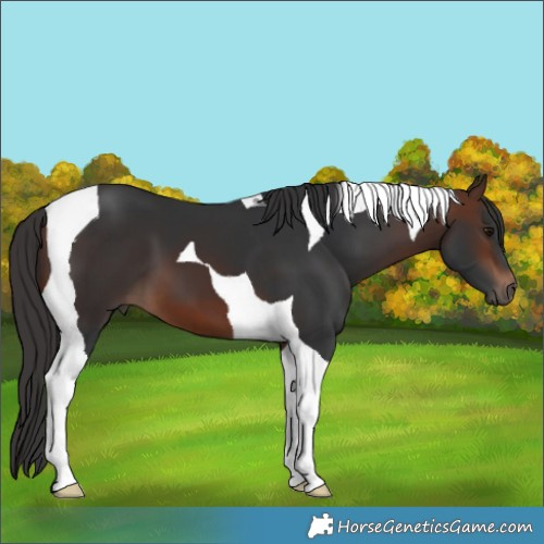 Horse Color:Brown Tobiano