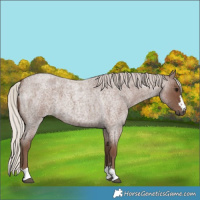 Horse Color:Silver Blue Roan 