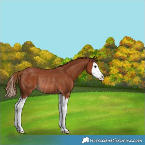 Horse Color:Chestnut Splash Rabicano 