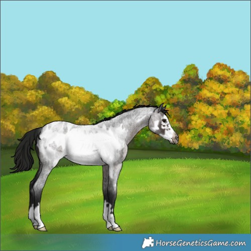 Horse Color:Gray Brown Roan Frame Appaloosa 