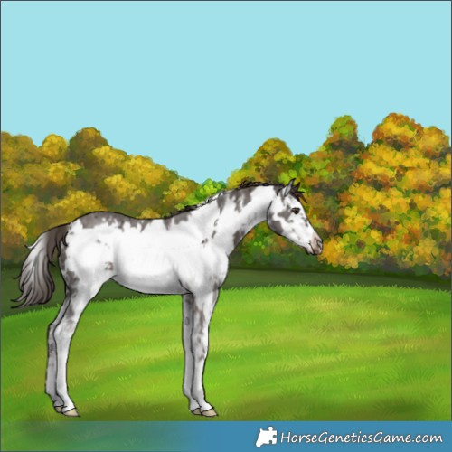 Horse Color:Liver Chestnut Sabino Frame Rabicano 