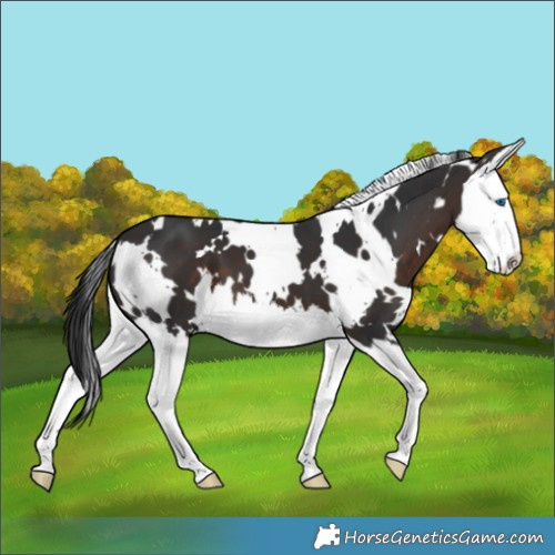 Horse Color:White Spotted Brown Splash