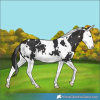 Horse Color:White Spotted Brown Splash 