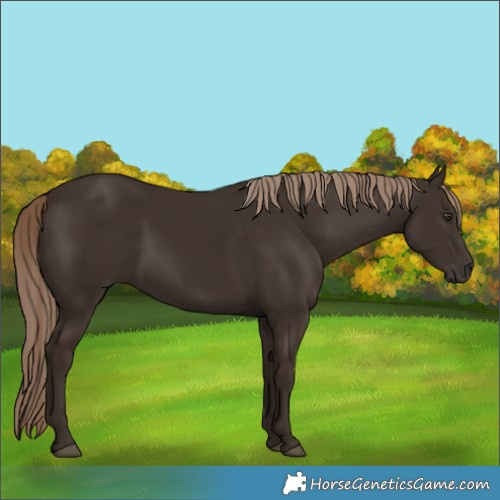 Horse Color:Unknown 