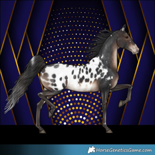 Horse Color:White Spotted Brown Appaloosa
