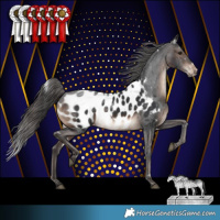 Horse Color:White Spotted Brown Appaloosa 