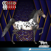Horse Color:White Spotted Brown Appaloosa 