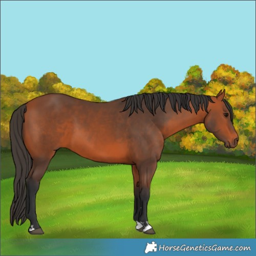 Horse Color:Unknown 