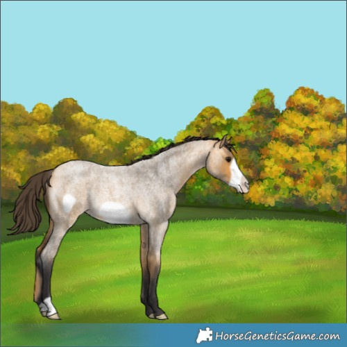Horse Color:Buckskin Roan Frame Rabicano 