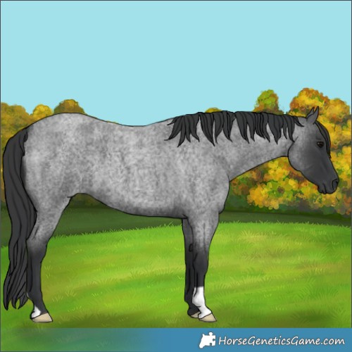 Horse Color:Blue Roan 