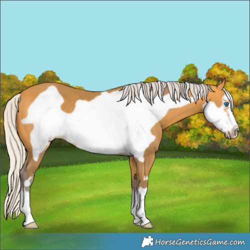 Horse Color:Silver Buckskin Frame
