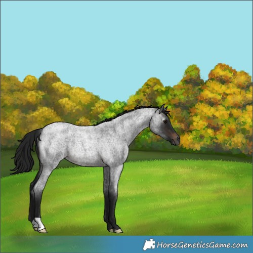 Horse Color:Gray Brown Roan Rabicano 