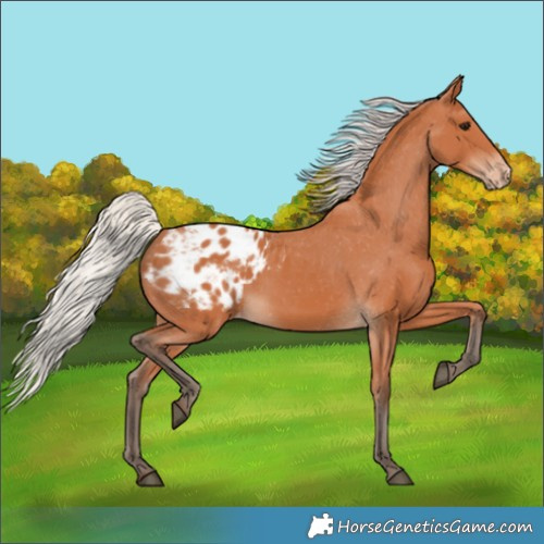 Horse Color:Silver Bay Appaloosa 