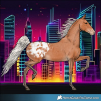 Horse Color:Silver Bay Appaloosa 