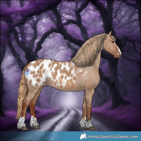 Horse Color:Red Dun Appaloosa Rabicano 