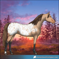 Horse Color:Bay Dun Appaloosa 