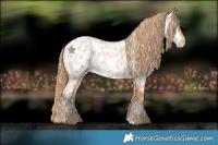 Horse Color:Red Roan Near Leopard 
