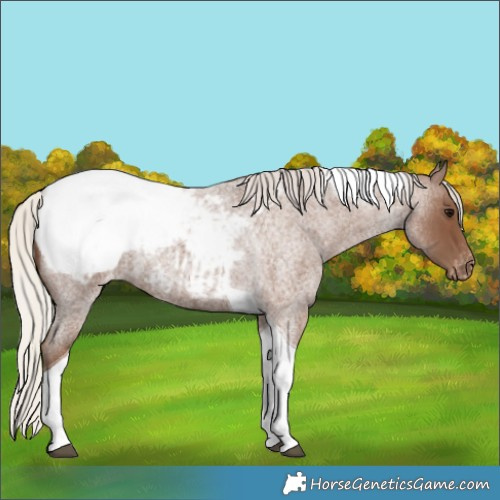 Horse Color:Silver Blue Roan Tobiano Appaloosa